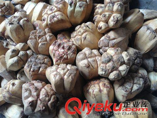 批發滴血蓮花菩提原子山菠蘿2.5以下12元，野菠蘿，菩提根原始圖片3