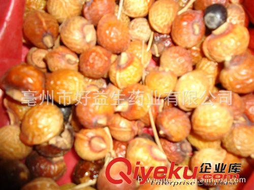 批發(fā)優(yōu)質(zhì)無患子 無患子種子 木患子 洗手果、圓皂角原始圖片3