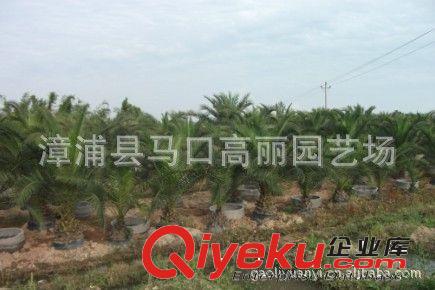 供應(yīng)加拿利海棗  福建漳州漳浦棕櫚價(jià)格 廣東加拿利海棗產(chǎn)地價(jià)格原始圖片3