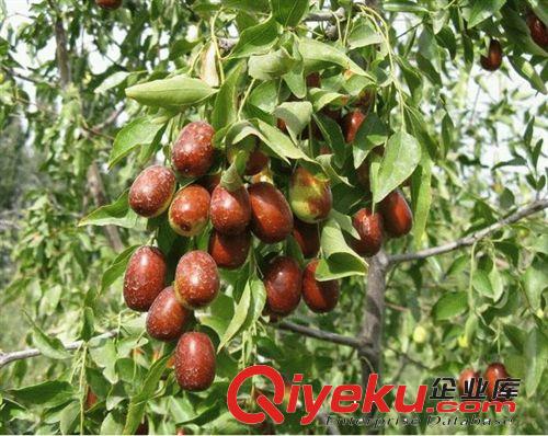 專業(yè)廠家供應(yīng)優(yōu)質(zhì)紅棗粉 Red dates powder 含商檢