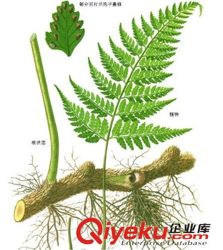 厂家优质供应骨碎补提取物 Fortune'SDrynariaRhizome Extract