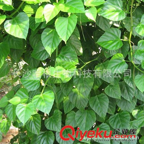 厂家优质供应 白粉藤提取物 10:1（cissus repens extract ）