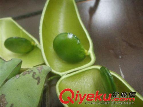 十年植提經(jīng)驗(yàn) 供應(yīng)加納籽提取物5-HTP