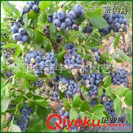 中國{zd0}藍莓基地【藍莓苗】藍莓果樹.南方藍莓.北方藍莓