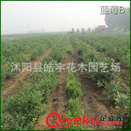 中國{zd0}藍莓基地【藍莓苗】苔蘚苗，規格齊全.苗木優質原始圖片2