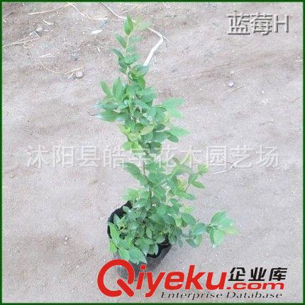 中國{zd0}藍莓基地【藍莓苗】精品藍莓.3年生苗.品種齊全