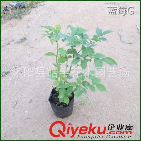 中國{zd0}藍莓基地【藍莓苗】精品藍莓.3年生苗.品種齊全