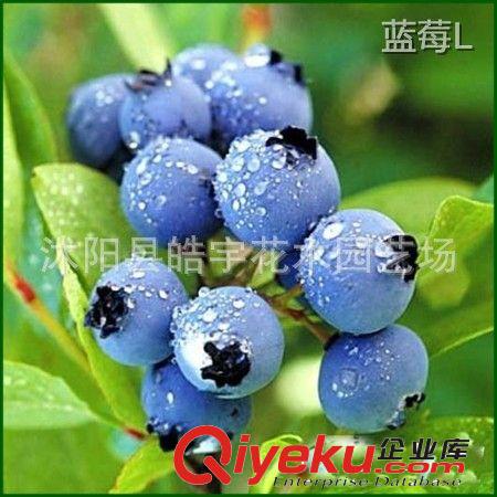 中國{zd0}藍(lán)莓基地【藍(lán)莓苗】藍(lán)莓果樹.南方藍(lán)莓.北方藍(lán)莓