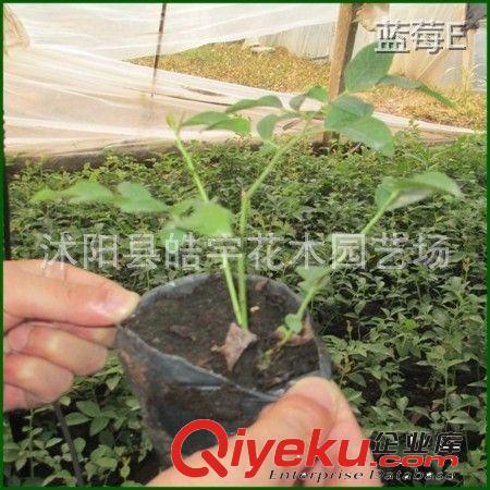 中國{zd0}藍(lán)莓基地【藍(lán)莓苗】藍(lán)莓果樹.南方藍(lán)莓.北方藍(lán)莓