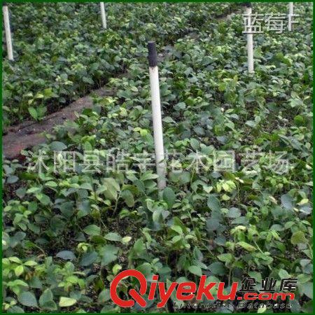 中國{zd0}藍(lán)莓基地【藍(lán)莓苗】藍(lán)莓果樹.南方藍(lán)莓.北方藍(lán)莓