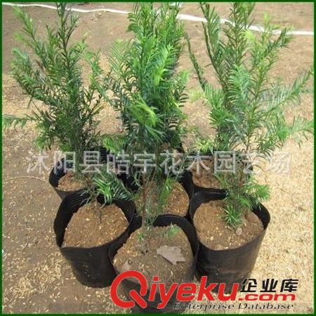 tj盆栽果樹苗 石榴苗木 紅如意軟籽石榴苗 營養高 當年結果苗