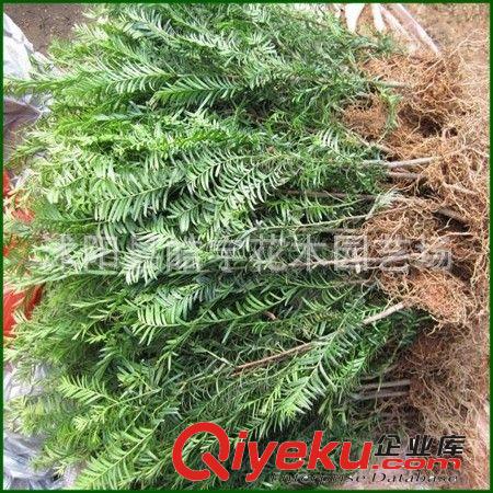 供應綠化苗木 凈化空氣植物【紅豆杉】ka植物 國家一級植物原始圖片3