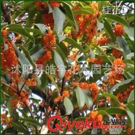 供應綠化苗木 喬木類【桂花樹】3-30公分優(yōu)質桂花樹 規(guī)格齊全