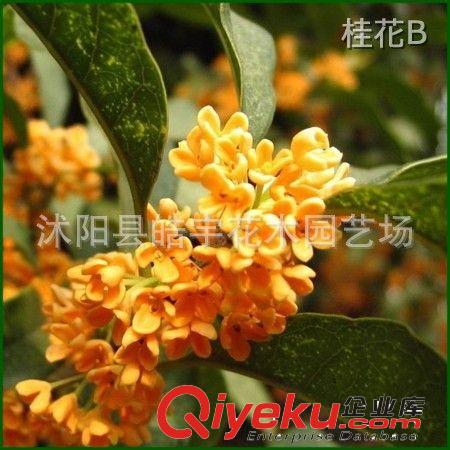 供應綠化苗木 喬木類【桂花樹】3-30公分優(yōu)質桂花樹 規(guī)格齊全