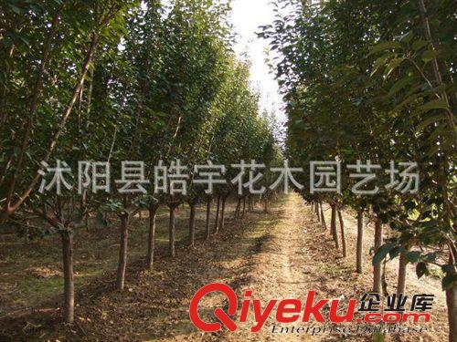 供應綠化苗木 喬木類【櫻花】櫻花小苗.嫁接櫻花 規格齊全原始圖片3