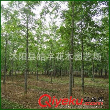 供應優質園林綠化樹【銀杏】5-20公分實生銀杏 規格齊全原始圖片3