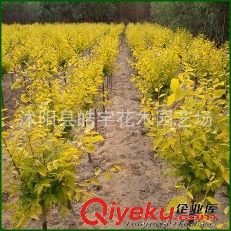 供應優質園林綠化樹【銀杏】5-20公分實生銀杏 規格齊全