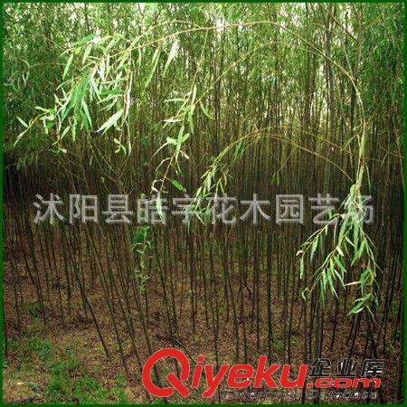 供應(yīng)綠化苗木 喬木類【垂柳】10公分垂柳 規(guī)格齊全