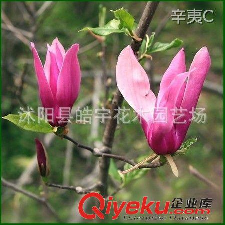 供應(yīng)綠化苗木 喬木類【辛夷】白.紫.紅玉蘭 規(guī)格齊全原始圖片3