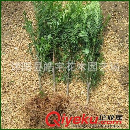 供應(yīng)綠化苗木 凈化空氣植物【紅豆杉】ka植物 國(guó)家一級(jí)植物