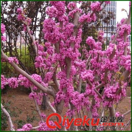 大量供應(yīng)綠化苗木【紫荊】滿(mǎn)條紅.獨(dú)桿紫荊.叢生紫荊 規(guī)格齊全