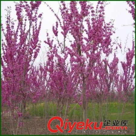 大量供應(yīng)綠化苗木【紫荊】滿(mǎn)條紅.獨(dú)桿紫荊.叢生紫荊 規(guī)格齊全