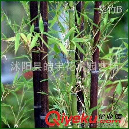 供應(yīng)觀賞竹類(lèi)花卉【斑竹】湘妃竹.紫竹.毛竹.早園竹.青竹.剛竹苗