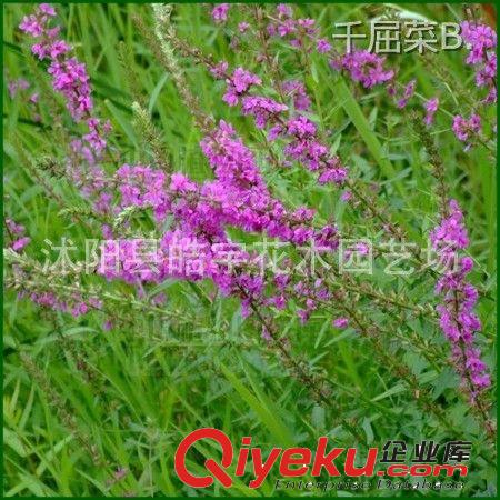 供應水生花卉植物【千屈菜】水蔥.再力花.梭魚草 各種水生花卉