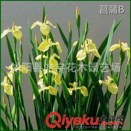 供應(yīng)水生花卉植物【菖蒲】香蒲.黃菖蒲.蘆葦 各種水生花卉原始圖片2