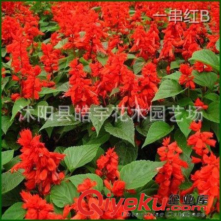 供應(yīng)綠化苗木 草本花卉【一串紅】彩葉草.萬壽菊等各種花卉