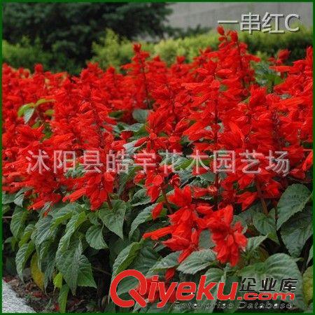 供應(yīng)綠化苗木 草本花卉【一串紅】彩葉草.萬壽菊等各種花卉