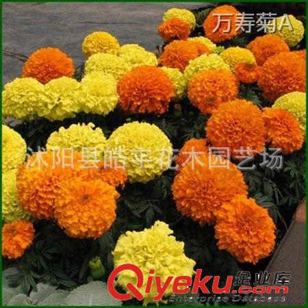 供應(yīng)綠化苗木 草本花卉【一串紅】彩葉草.萬壽菊等各種花卉