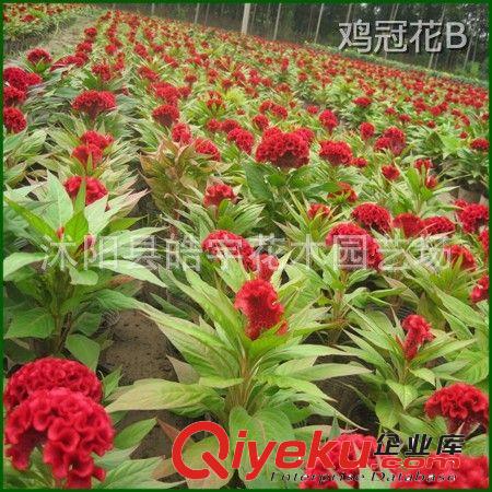 供應(yīng)綠化苗木 草本花卉【雞冠花】牽?；?彩葉草等各種花卉原始圖片2