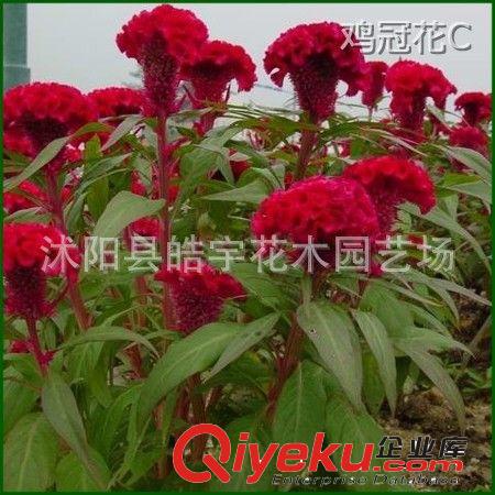 供應(yīng)綠化苗木 草本花卉【雞冠花】牽?；?彩葉草等各種花卉原始圖片3