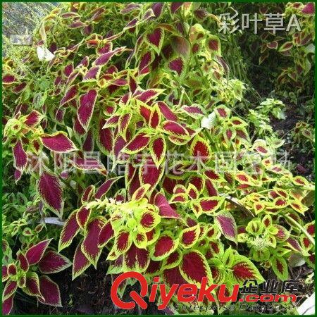 供應(yīng)綠化苗木 草本花卉【雞冠花】牽?；?彩葉草等各種花卉