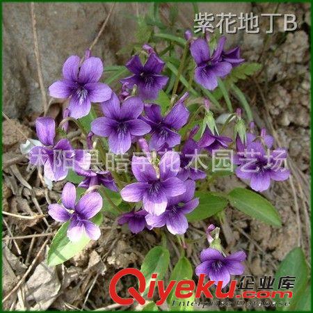 供應(yīng)縮根花卉植物【鳶尾】黃花.紫花.德國(guó)鳶尾 各種地被苗木