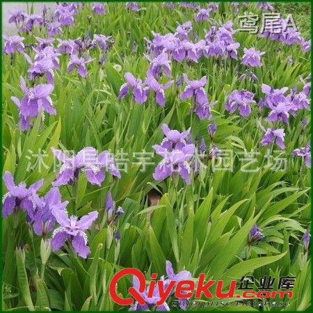 供應(yīng)縮根花卉植物【鳶尾】黃花.紫花.德國(guó)鳶尾 各種地被苗木