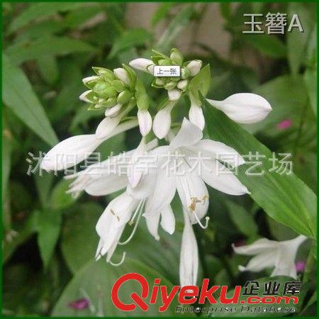 供應(yīng)縮根花卉植物【鳶尾】黃花.紫花.德國(guó)鳶尾 各種地被苗木