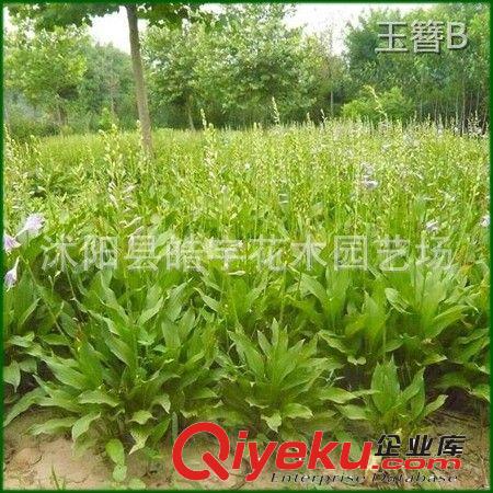 供應(yīng)縮根花卉植物【玉簪】白花玉簪.花葉玉簪 各種地被苗木