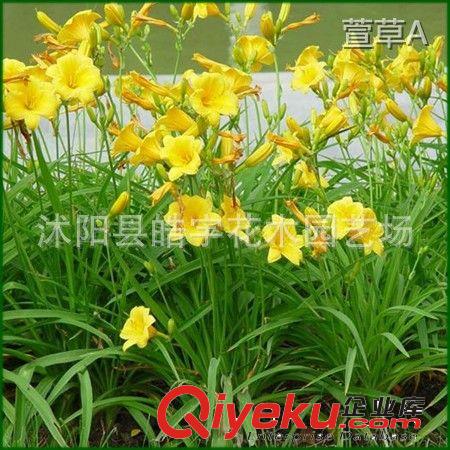 供應(yīng)縮根花卉植物【玉簪】白花玉簪.花葉玉簪 各種地被苗木