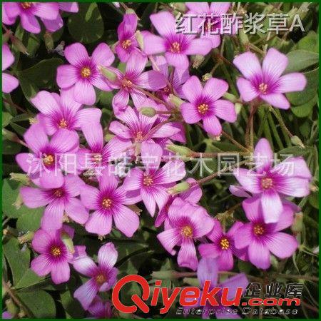 供應(yīng)球根花卉植物【蔥蘭】萱草.麥冬.蔥蘭.玉簪 各種地被苗木