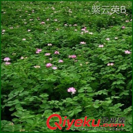 批發新采草花種子【紫云英種子】翹搖.紅花草種子 保質保量