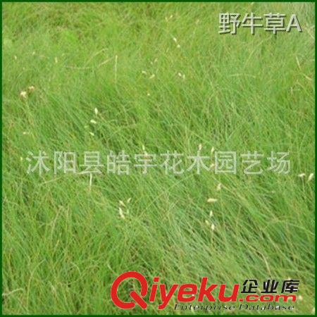 批發(fā)供應優(yōu)質(zhì)草坪種子【葦狀羊茅】高羊茅.紫羊茅種子