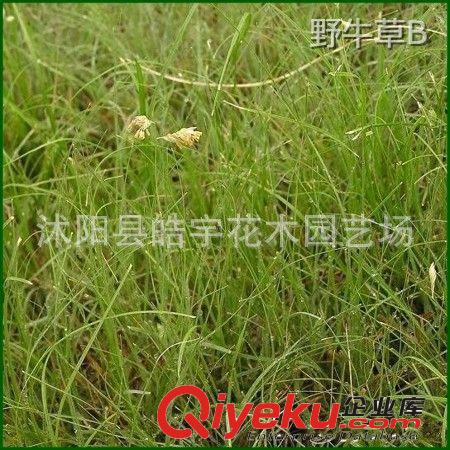 批發供應優質草坪種子【野牛草】耐熱.抗旱.耐踐踏草坪植物原始圖片2