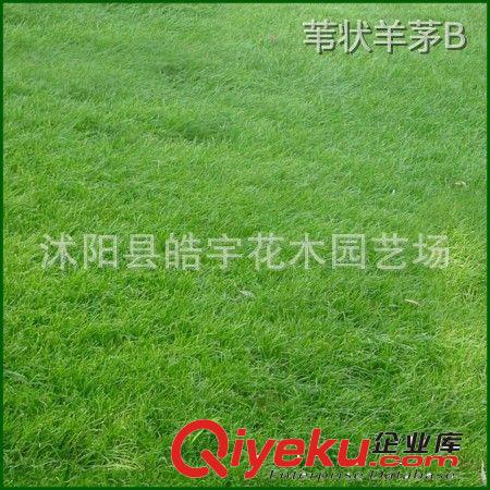 批發(fā)供應優(yōu)質(zhì)草坪種子【葦狀羊茅】高羊茅.紫羊茅種子原始圖片2