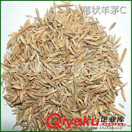 批發(fā)供應優(yōu)質(zhì)草坪種子【葦狀羊茅】高羊茅.紫羊茅種子原始圖片3