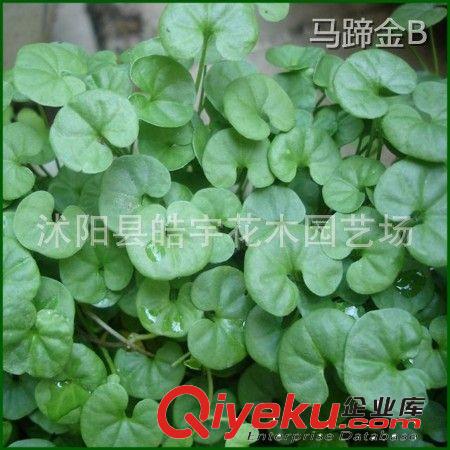批發供應優質草坪種子【馬蹄金】護坡草皮.景觀草皮.草種