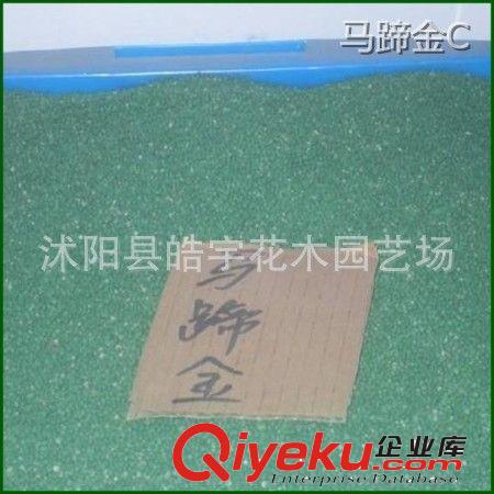 批發供應優質草坪種子【馬蹄金】護坡草皮.景觀草皮.草種