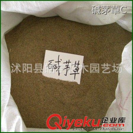 批發(fā)供應(yīng)優(yōu)質(zhì)草坪種子【堿茅草】堿茅草籽.改善重鹽堿地原始圖片2