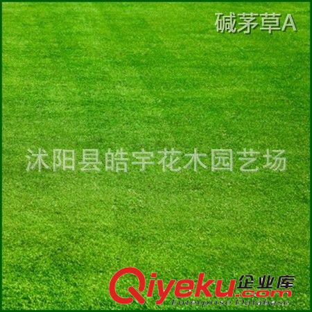 批發(fā)供應(yīng)優(yōu)質(zhì)草坪種子【堿茅草】堿茅草籽.改善重鹽堿地原始圖片3